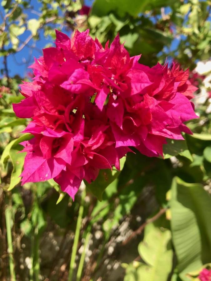 Bougainville - Pousada-zen Pensão 2*