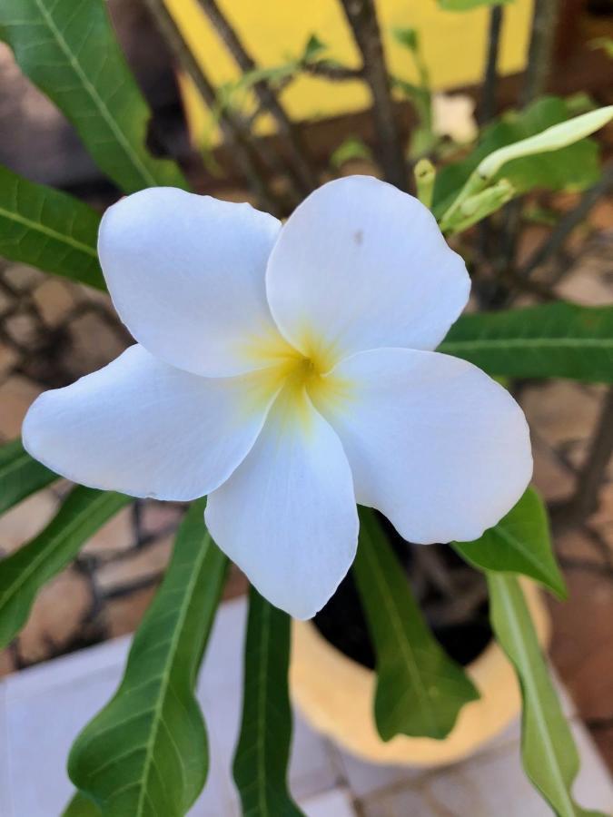 Pensão Bougainville - Pousada-zen