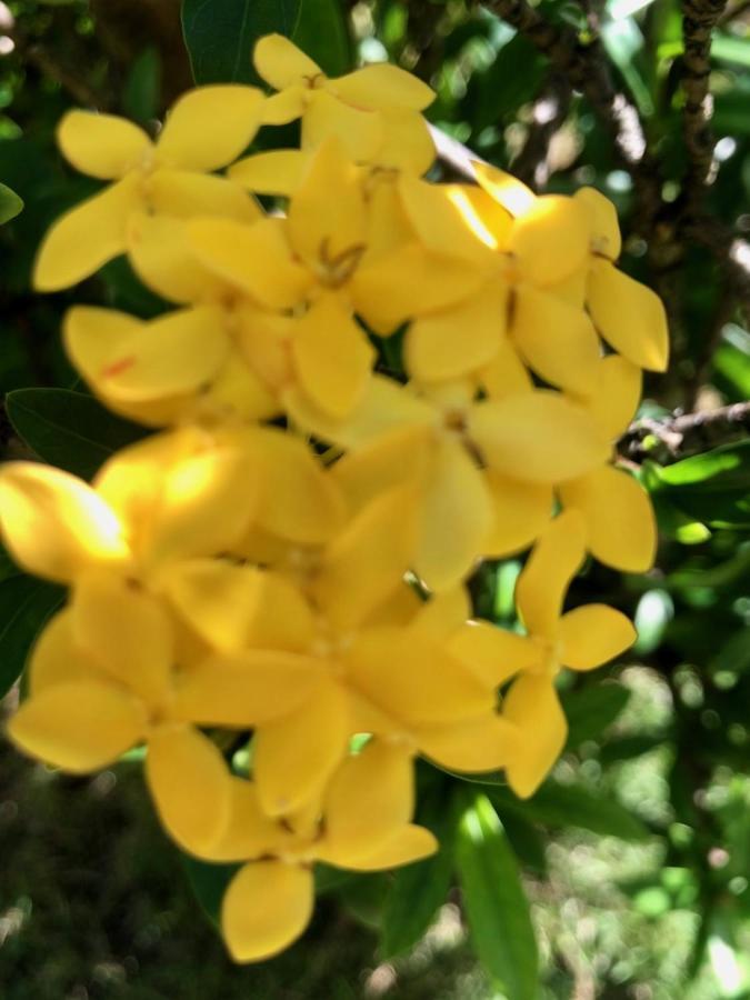 Pensão Bougainville - Pousada-zen